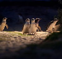 Phillip Island Nature Parks - Hotel WA