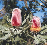 Coorow Wildflower Drive - Hotel WA