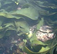 Churchill Island Marine National Park - Hotel WA