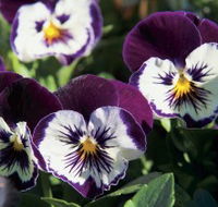 Newtown Park State Rose Garden - Hotel WA