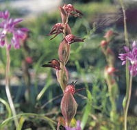 Carnamah-Eneabba Wildflower Drive - Hotel WA