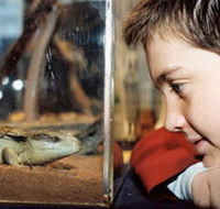 Canberra Reptile Zoo - Hotel WA
