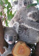 Cohunu Koala Park - Hotel WA 1