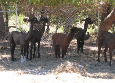 Cohunu Koala Park - Hotel WA 2