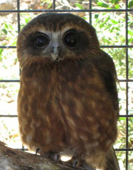 Cohunu Koala Park - Hotel WA 3