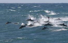 Tamboi Queen Cruises - Hotel WA 0