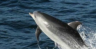 Tamboi Queen Cruises - Hotel WA 2