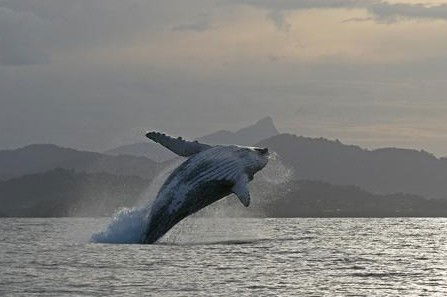 Byron Bay Whale Watching - Hotel WA 1