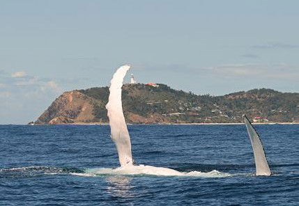 Byron Bay Whale Watching - Hotel WA 3