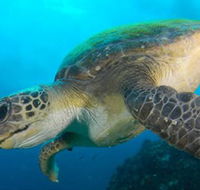 Byron Bay Dive Centre - Hotel WA