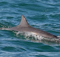 Byron Bay Dolphin Wildlife Tours - Hotel WA