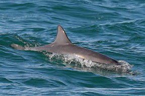 Byron Bay Dolphin Wildlife Tours - Hotel WA 0