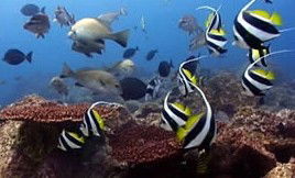 Byron Bay Dolphin Wildlife Tours - Hotel WA 3