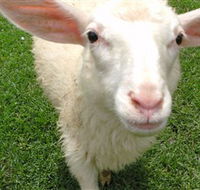 Golden Ridge Animal Farm - Hotel WA