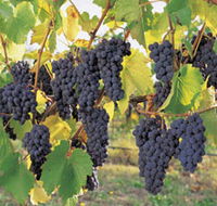 Hills Short Wine and Food Trail - Hotel WA