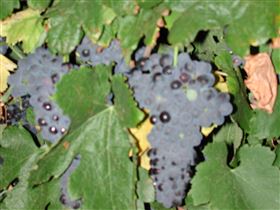 Grancari - Hotel WA 2