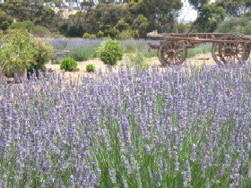 Emu Bay Lavender - Hotel WA 3