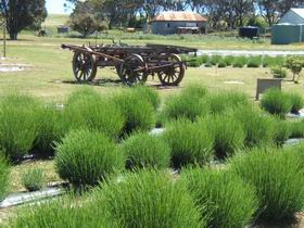 Emu Bay Lavender - Hotel WA 2