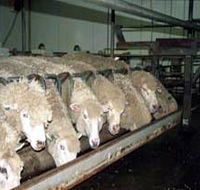 Island Pure Sheep Dairy And Cheese Factory - Hotel WA