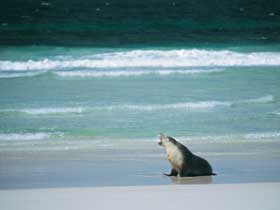 Flinders Chase National Park - Hotel WA 1