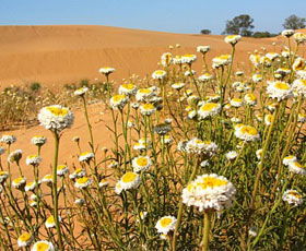 Perry Sandhills - Hotel WA 1