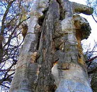 Junction Island Nature Reserve Canoe Tree and Walking Track - Hotel WA