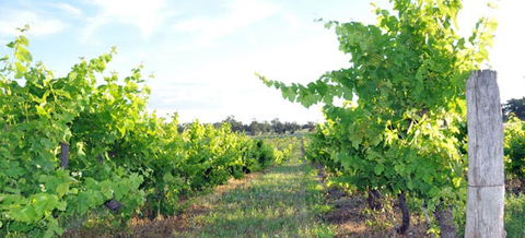 Bell River Estate Winery - Hotel WA 8
