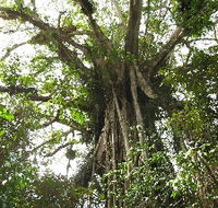 Cathedral Fig Tree - Hotel WA