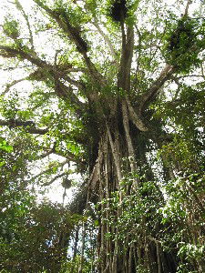 Cathedral Fig Tree - Hotel WA 0