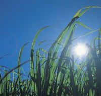 Australian Sugar Industry Museum - Hotel WA