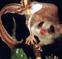 Carrowong Fauna Sanctuary - Hotel WA