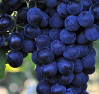 De Bortoli Wines Bilbul - Hotel WA