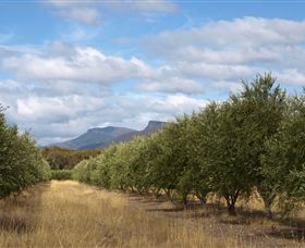 Red Rock Olives - Hotel WA 1