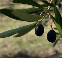 Red Rock Olives - Hotel WA