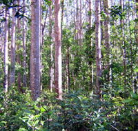 Cathu State Forest - Hotel WA