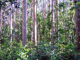 Cathu State Forest - Hotel WA 0