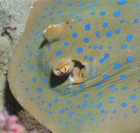 Jorgey's Patch Dive Site - Hotel WA