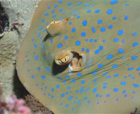 Jorgey's Patch Dive Site - Hotel WA 0