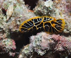 Jorgey's Patch Dive Site - Hotel WA 1