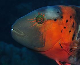 Jorgey's Patch Dive Site - Hotel WA 2