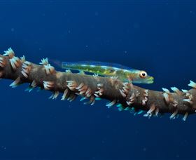 Jorgey's Patch Dive Site - Hotel WA 3