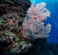 Barracuda Bommie Dive Site - Hotel WA