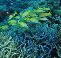 Castle Rock Dive Site - Hotel WA