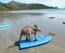 Cape Hillsborough National Park - Hotel WA 1