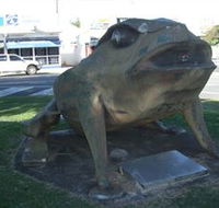 Big Cane Toad - Hotel WA
