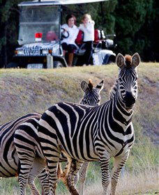Taronga Western Plains Zoo, Dubbo - Hotel WA 1