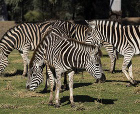 Taronga Western Plains Zoo, Dubbo - Hotel WA 5