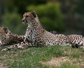 Taronga Western Plains Zoo, Dubbo - Hotel WA 6