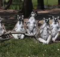 Savannah Visitor Plaza Taronga Western Plains Zoo Dubbo - Hotel WA