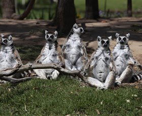 Savannah Visitor Plaza, Taronga Western Plains Zoo Dubbo - Hotel WA 0